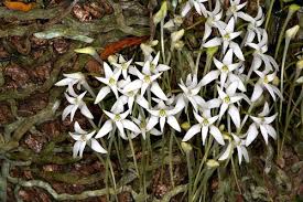 Image result for Mystacidium tanganyikense