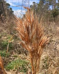 Image result for Andropogon