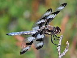 Black And Blue Dragonfly Four Spot Skimmer Dragonfly Google Search Dragonfly Images Dragonfly Photos Dragonfly