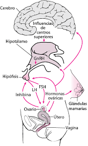 Endocrinologia Reproductiva Femenina Ginecologia Y Obstetricia Manual Msd Version Para Profesionales