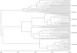 Image result for Pseudobromus engleri