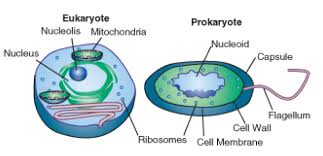 Check spelling or type a new query. Bio 4a Prokaryotic Vs Eukaryotic Biology Quiz Quizizz