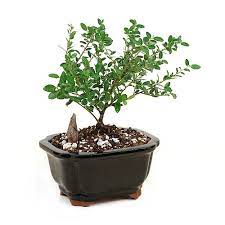 Zen gardening gifts · safe custom packaging · plants & supplies Bonsai Miniature Yaupon Holly Bonsai Tree From Easternleaf Com Yaupon Holly Bonsai Tree Is Native To Florida The Yaupon Holly Has Small Leathery Oval Leaves The Yaupon Holly Produces Flowers And Berries