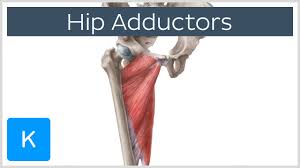 When the groin muscles are pulled or strained, it causes pain in the groin. Anatomy Of The Hip Adductor Muscles Human Anatomy Kenhub Youtube