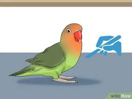ههههههههههه والله احلا رقص 😂😂😂. ÙƒÙŠÙÙŠØ© ØªØ­Ø¯ÙŠØ¯ Ø¬Ù†Ø³ Ø·Ø§Ø¦Ø± Ø§Ù„Ø­Ø¨ 6 Ø®Ø·ÙˆØ§Øª ØµÙˆØ± ØªÙˆØ¶ÙŠØ­ÙŠØ© Wikihow