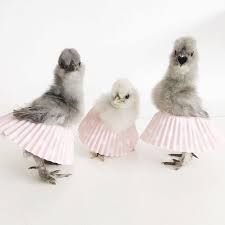 .daria tutu tutu du monde model ballet tutu models tekashi 6ix9ine tutu models japanese kids tutu model atom model king kong model sunglasses model jacket model tutu cutout tutu. Chickens In Tutus Is A Thing And They Look Lovely 24 Pics Bored Panda