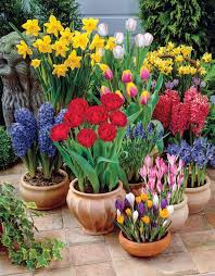 Balcony Spring Is Planting Time Which Flowers To Plant In Window Boxes Best Life Blog Decoration Celebrations Life Style Balkon Pflanzen Pflanzideen Pflanzen