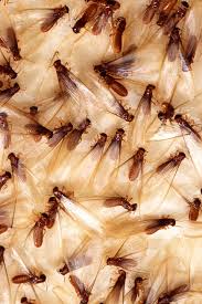 They can appear anytime without any significant caution. Termites Hometeam Pest Defense