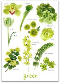 Green Flowers My Favourite Is Bells Of Ireland They Smell So Good Tonya Seemann Seemann Seemann Seeman Flower Names Types Of Flowers Green Wedding Flowers