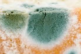 Hier kann ein baulicher mangel vorliegen und der. Ist Gruner Schimmel Gefahrlich Wie Entfernen Und Verhindern