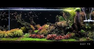 Zoolight Led Lamps Amazing Colours Of Nature Zoolight Aquarium Aquascape Plantedaquarium Aquascaping Aquaticplan Aquarium Gestalten Aquarium Gestalten