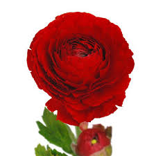 Image result for Ranunculus volkensii