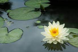 Il classico fiore di loto bianco, grandi foglie e grandi fiori con un colore bianco unico nel suo genere. Fiore Di Loto Caratteristiche Significato E Come Coltivarlo Con Successo