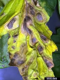 Image result for tomato seedling early blight