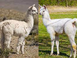 A whole different animal ( frontier airlines i'd walk a mile for a camel ( camel cigarettes advertising slogan ). What S The Difference Between Llamas And Alpacas Britannica