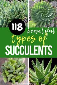 Succulent gardening for beginners & care for succulent plants indoor. 118 Different Types Of Succulents With Pictures Indoor Outdoor Different Types Of Succulents Types Of Succulents Succulents