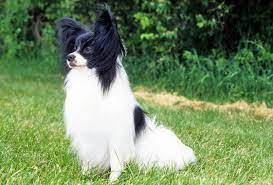 Papillon Dog Breed Information