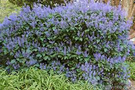 Image result for Plectranthus fruticosus