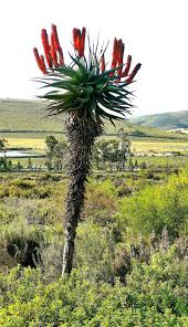 Image result for Aloe cameronii × christianii
