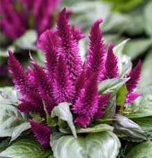 Celosia