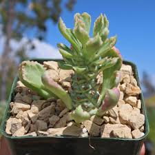 Image result for Monadenium discoideum