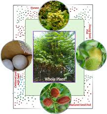 Image result for Guilandina bonduc