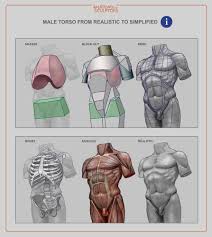 The movement of muscles fills the body with life. Artstation Male Torso Anatomy For Sculptors