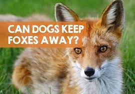 How to get rid of foxes pooping in the garden. Do Dogs Keep Foxes Away Urine Hair Poop Deterrents