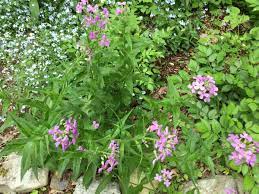 Pin On Gardening Dreams