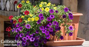 Plus, too much water can result in leggy plants with a lot of stem but few flowers. Petunia Care How To Grow And Keep Petunia Flowers Blooming