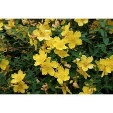 Discussione in 'giardinaggio' iniziata da clefual, 10 agosto 2019. Hypericum Iperico Hidcote In Vaso 12cm