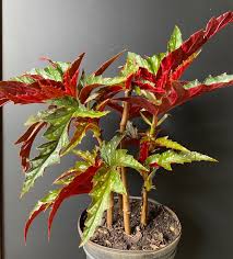 Image result for Begonia scutifolia