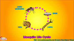 Filling the entire bottom of a 5 gallon bucket seems a bit of an exageration. Life Cycle Video For Kids Science Learning From Makemegenius Com Youtube