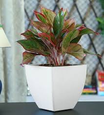 Bright, unique foliage matches virtually any decor and lightens any kitchen, living room, bathroom, or bedroom. 29 Most Beautiful Houseplants You Never Knew About Plants House Plants Indoor Tropical Plants