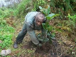 Image result for Solanecio mannii