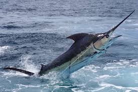 Top 10 Blue Marlin Guides For 2020 The Outdoor Trip Deep Sea Fishing Sea Fishing Deep Sea Fishing Boats