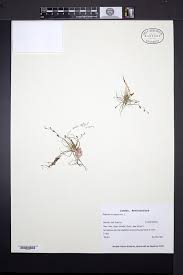 Image result for Subularia