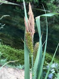 Image result for Phragmites australis