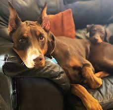 Wantedoldmotorcycles.com) pic hide this posting restore restore this posting Akc Registered Doberman Breeder Central Florida Area