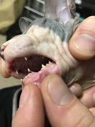 Eyes will be fully open, but pupils will not dilate. Anyone Know What These Black Spots Could Be On My Kittens Teeth He S Only 3 Months Old And I Got Him Almost 2 Weeks Ago Help Sphynx