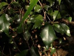 Image result for Scolopia zeyheri