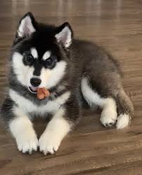 It has the ability to haul heavy loads over long distances and rough terrain. Siberian Husky Puppies For Sale Orlando Fl 348630