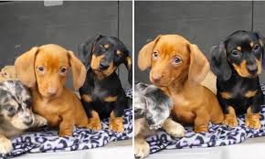 Jack is the kind of puppy that you will only come. Dachshunds Are Totally Perplexed As Owner Mimics Their Whining In Video Daily Mail Online