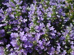 Sorry for coming in late with my monthly her lavender colored blooms are opening always beautifully and are accompanied by a great fragrance. Purple Flowers Of Bugleweed Nature Photo Gallery Artificial Flowers Purple Flowers Jasmine Flower