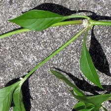 Back in india we eat this plant. Alternanthera Sessilis Sessile Joyweed Noxious Weeds Botany Entomology Nematology Plant Pathology Bureaus And Services Plant Industry Divisions Offices Home Florida Department Of Agriculture Consumer Services