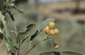 Image result for Cordia sinensis