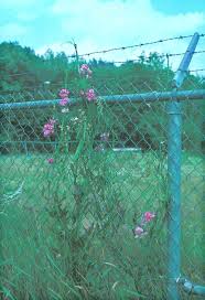 Image result for Oxyanthus latifolius