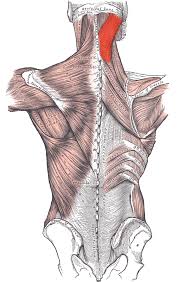 Muscles of the back can be divided into superficial, intermediate, and deep group.since the all the back muscles originate in embryo (fetus) form by locations other than the back, muscles in the. Trunk Muscles Boundless Anatomy And Physiology