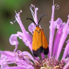 Image result for Convolvulus ocellatus