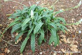 Image result for Drimiopsis